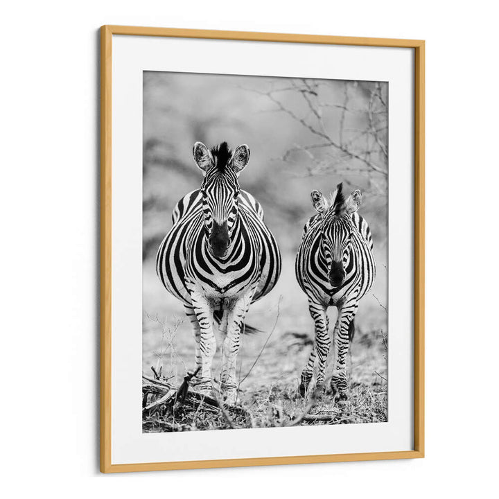 Oakwood Mount framed STRIPED HORSE , ANIMAL PAINTINGS: black-and-white zebra pair wall art in wooden frame