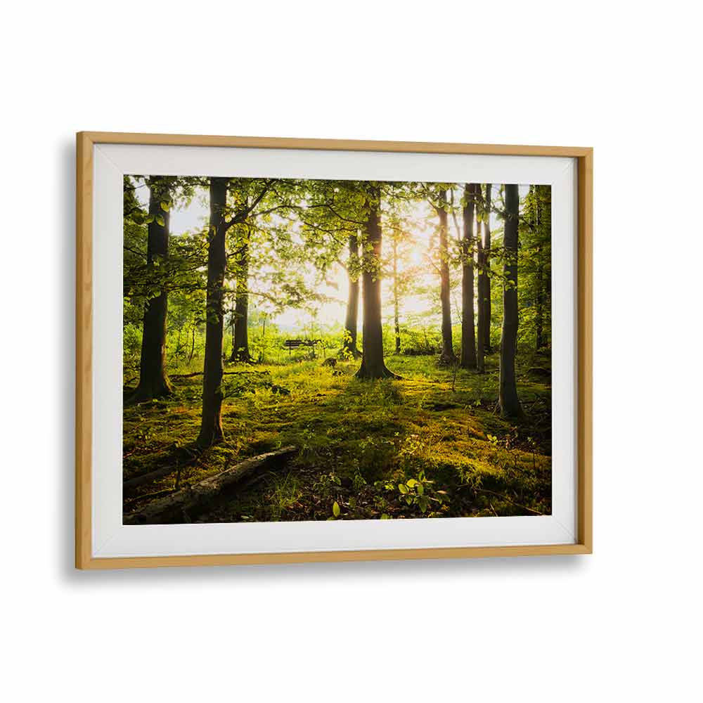 SUMMER IN THE WOODS BY STEFAN HEFELE , LANDSCAPE PHOTO PRINTS