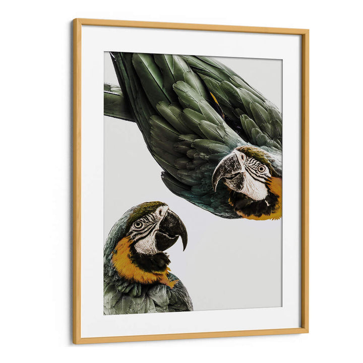 VIBRANT PARROT DUO , ANIMAL PAINTINGS by OakwoodMount, two green-and-gold macaws in framed wall art