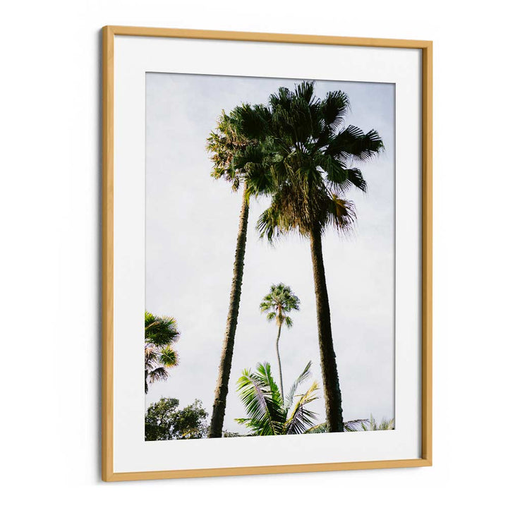 FIND ME UNDER THE PALM TREE , PHOTOGRAPHY PRINTS