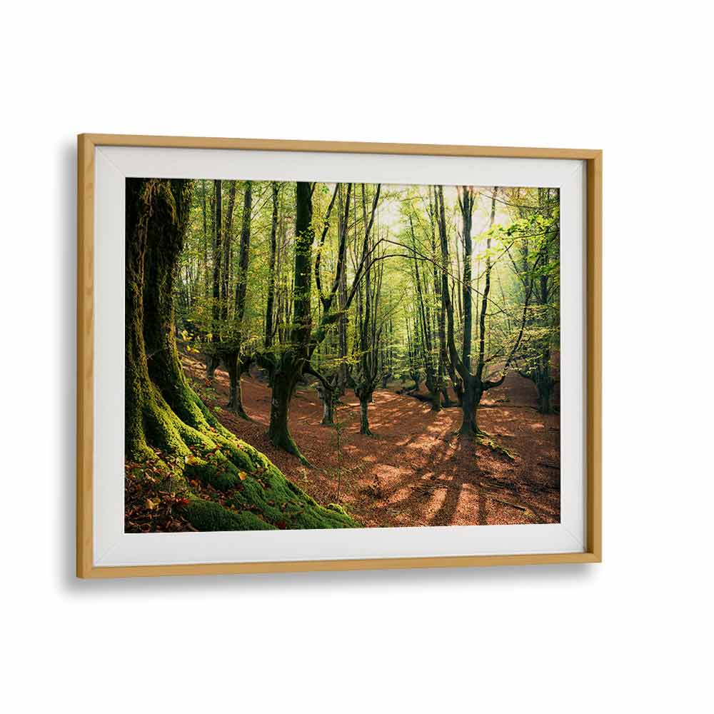 FOREST LOVE , LANDSCAPE PHOTO PRINTS