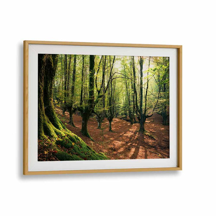 FOREST LOVE , LANDSCAPE PHOTO PRINTS
