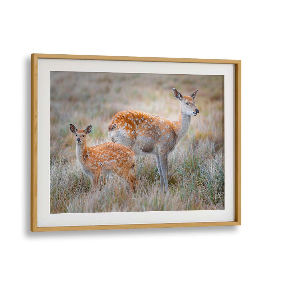 SIKA DEER BY SIMOON , LANDSCAPE PHOTO PRINTS