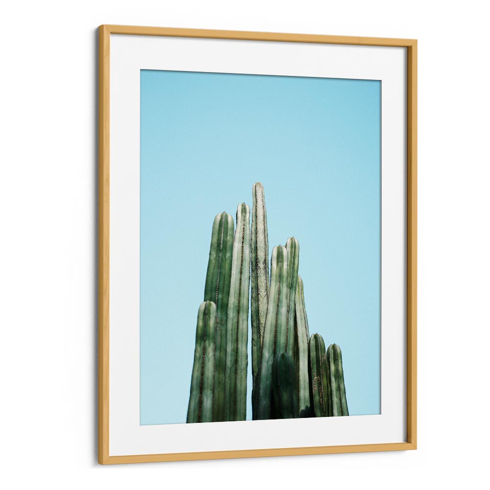 CACTI BY RAISA ZWART , LANDSCAPE PHOTO PRINTS