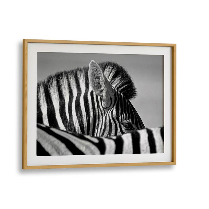 CURIOUS ZEBRA BY MARC PELISSIER , LANDSCAPE PHOTO PRINTS