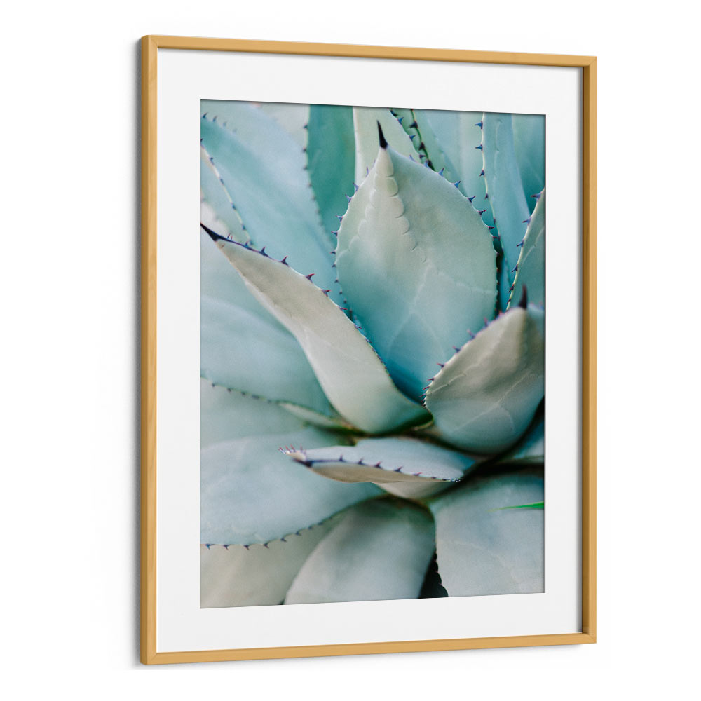 SUCCULENT GREEN BY RAISA ZWART , LANDSCAPE PHOTO PRINTS