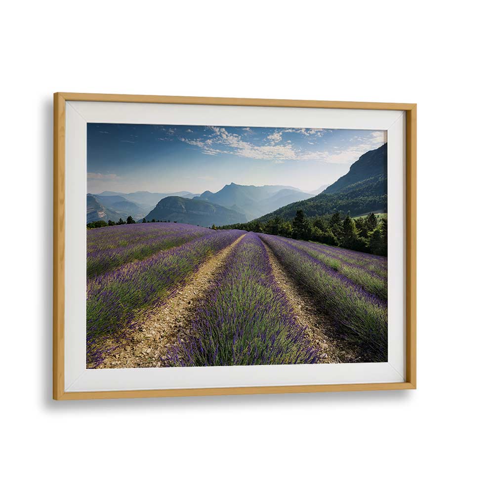 LAVENDER HILLS BY STEFAN HEFELE , LANDSCAPE PHOTO PRINTS