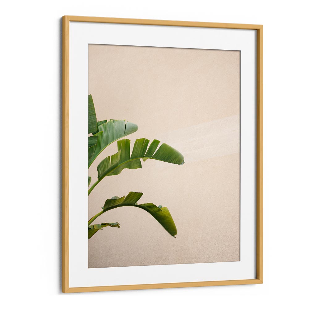 CANNES BANANA PLANT BY RAISA ZWART , LANDSCAPE PHOTO PRINTS