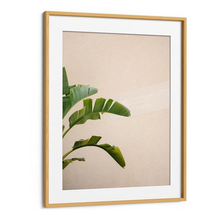 CANNES BANANA PLANT BY RAISA ZWART , LANDSCAPE PHOTO PRINTS