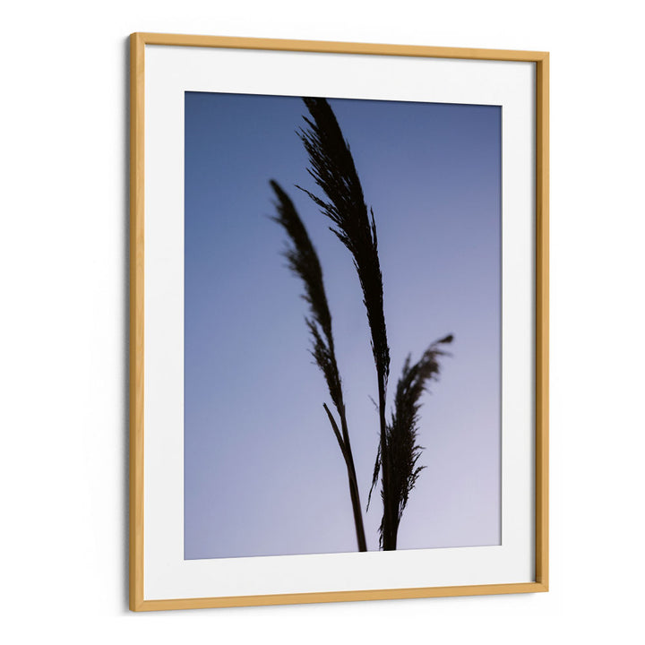 SHADES OF PURPLE , PHOTOGRAPHY PRINTS