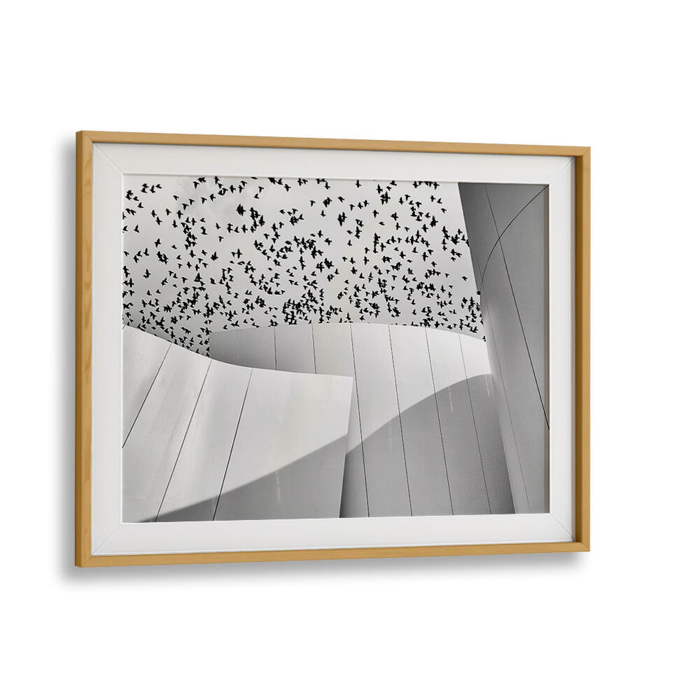 BIRDS , PHOTOGRAPHY PRINTS