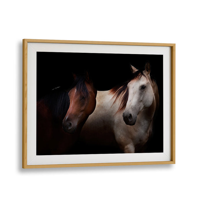 CAVALLI , PHOTOGRAPHY PRINTS