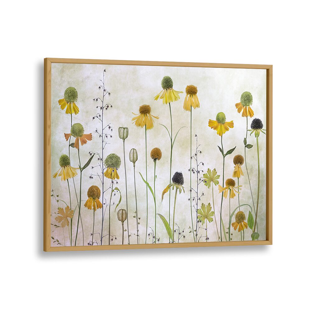 Delicate HELENIUM, FLORAL FLOWER PAINTINGS showcase vibrant blooms, enhancing your home decor with elegance and style.