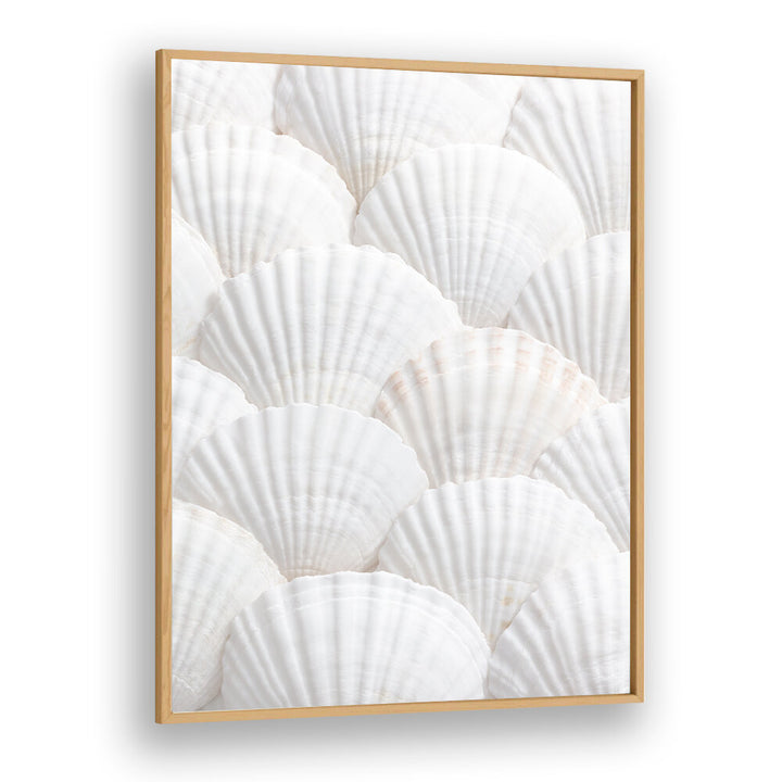 SHELLS III, BEACH PAINTINGS showcase beautiful white shells, perfect for creating a coastal vibe in your home.