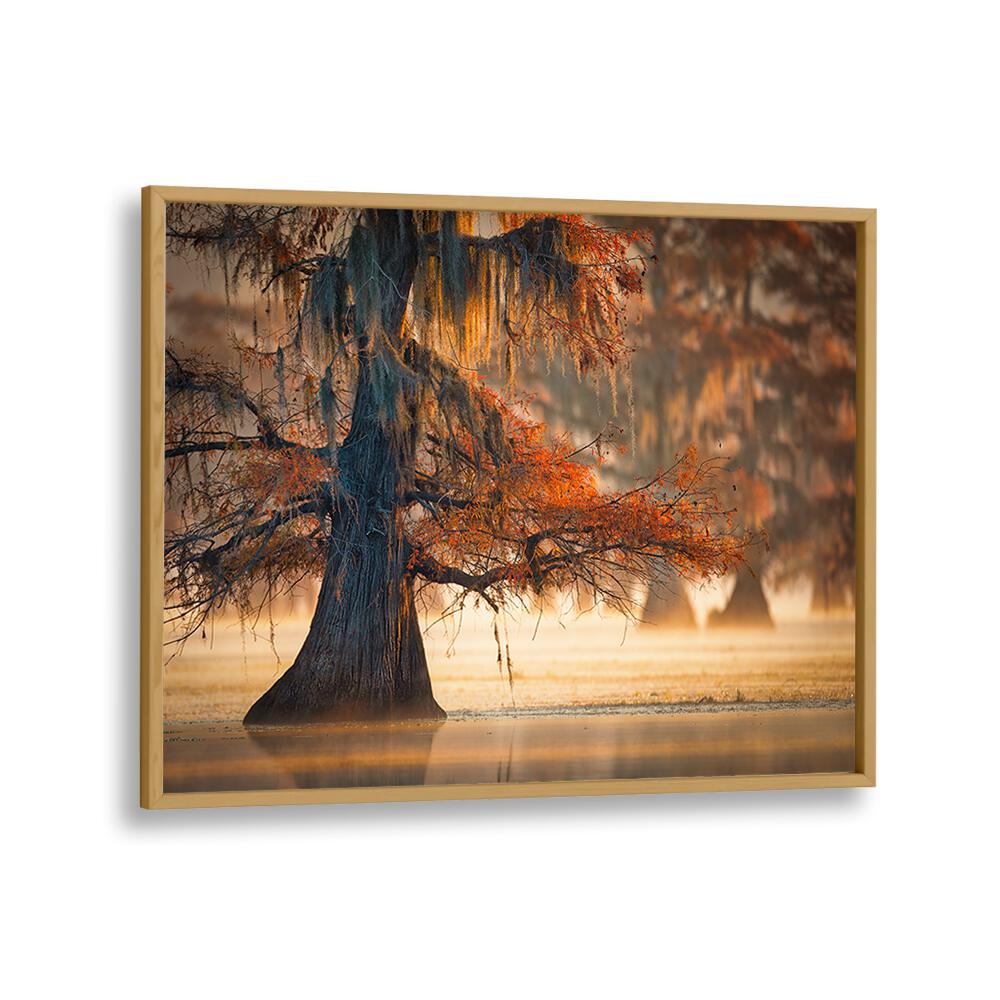 A CYPRESS IN FALL WATER BY MICHAEL ZHENG , LANDSCAPE PHOTO PRINTS