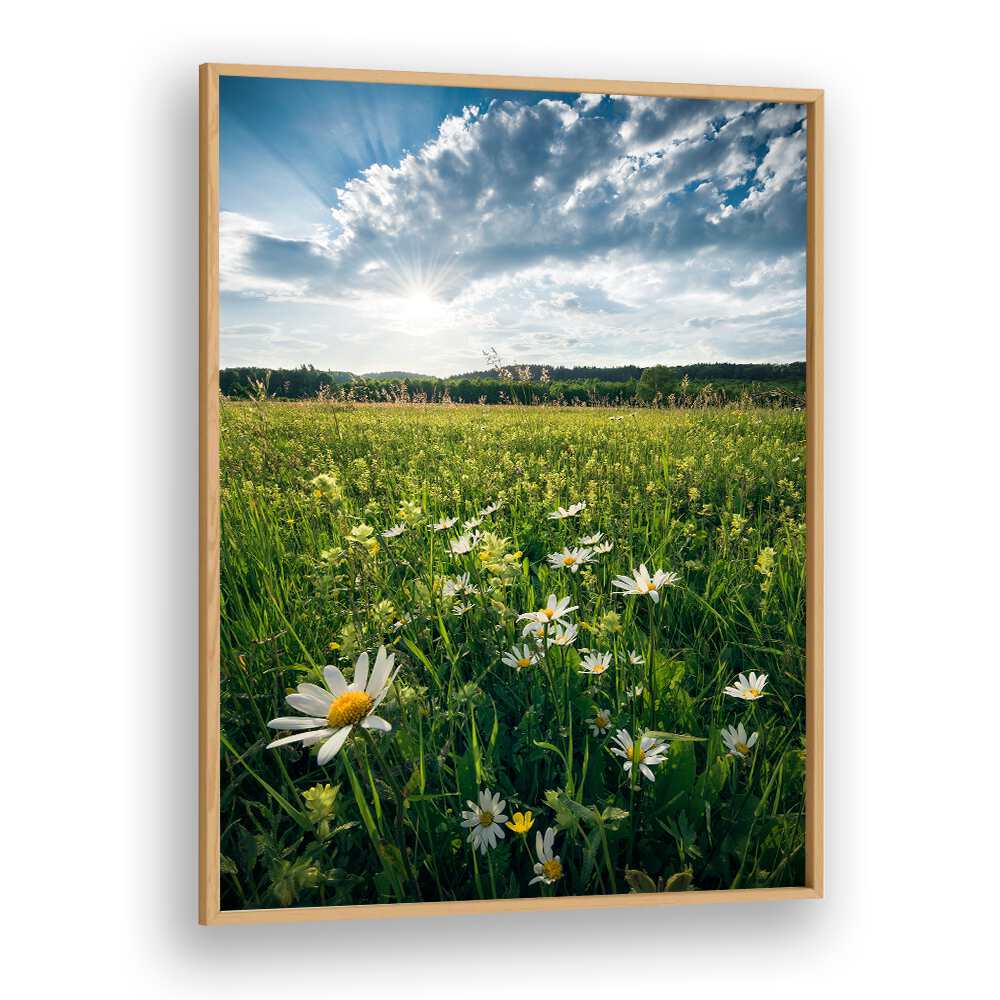 FLOWERING MEADOW , LANDSCAPE PHOTO PRINTS , LANDSCAPE PHOTOGRAPHY