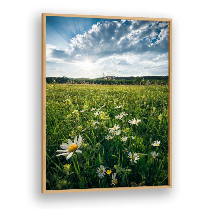 FLOWERING MEADOW BY STEFAN HEFELE , LANDSCAPE PHOTO PRINTS