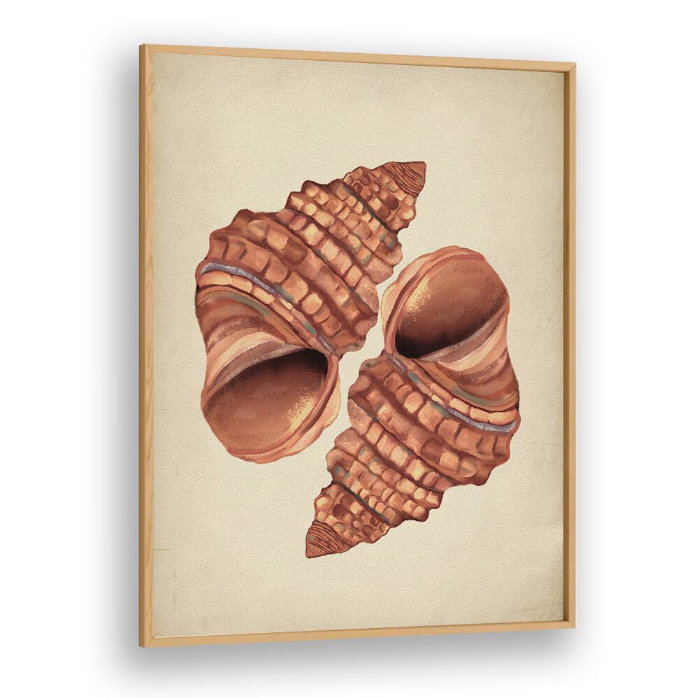 Seashell Vintage, Beach Paintings beautifully capture coastal charm with elegant shell illustrations for your home decor.