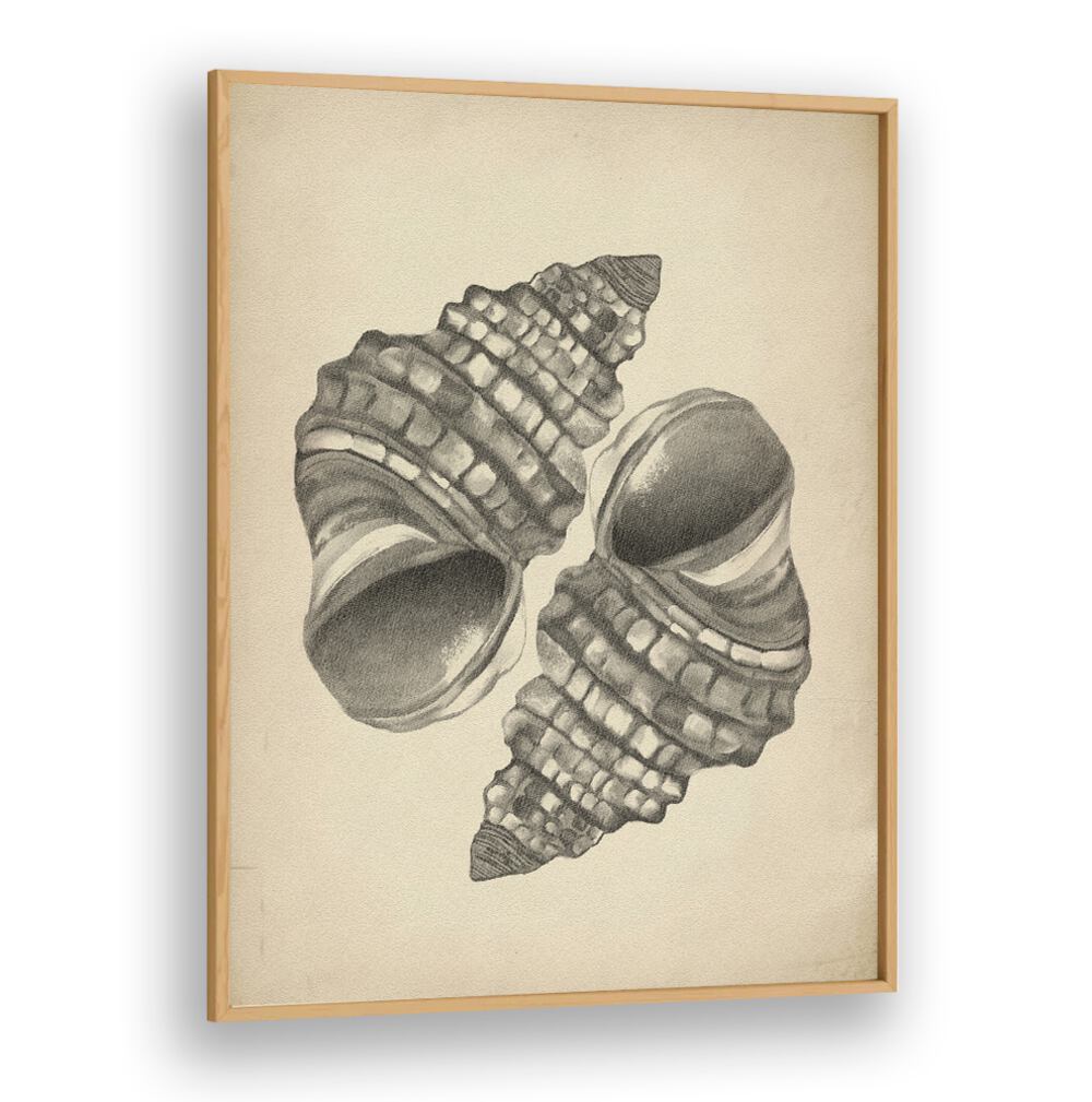 Stunning SEASHELLS II, BEACH PAINTINGS artwork showcasing intricate seashells, perfect for coastal home decor.