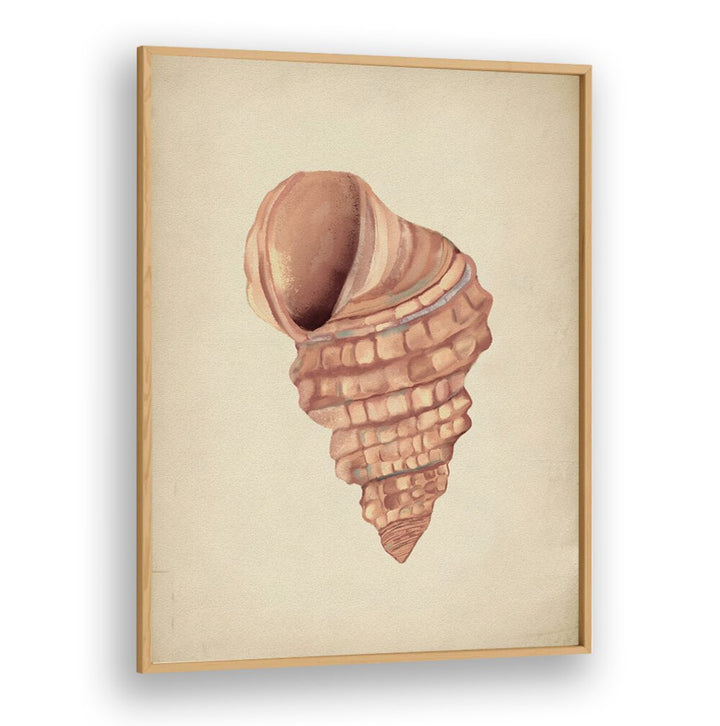 Elegant PINK SEASHELLS, BEACH PAINTINGS create a serene coastal vibe for your home decor. Perfect for any space!
