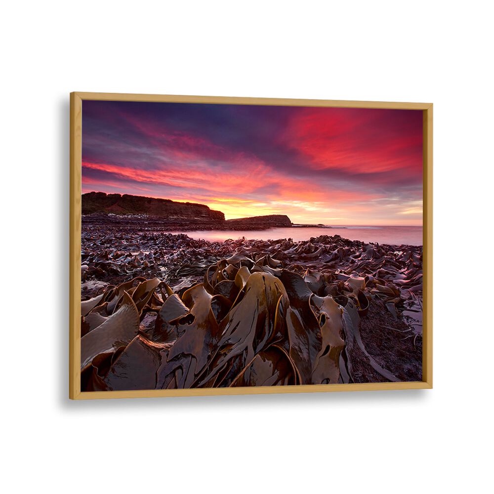 Stunning CURIO BAY MORNING, PHOTOGRAPHY PRINTS showcasing vibrant skies and rich textures of coastal nature.