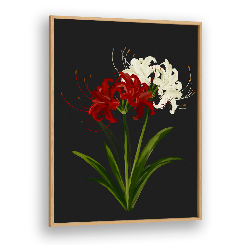 RED WHITE SPIDER LILIES