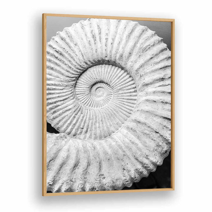 Oakwood framed ANCIENT SPIRAL DREAMS , BEACH PAINTINGS monochrome ammonite spiral wall art on white background