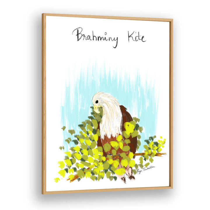 BRAHMINI KITE