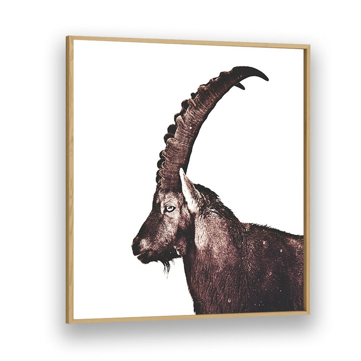 Majestic Capricorn in snow showcased in stunning animal paintings, perfect for nature lovers and home decor.
