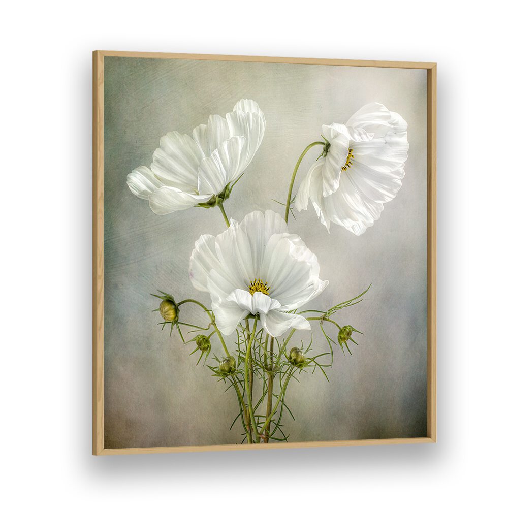 Stunning COSMOS CHARM, FLORAL FLOWER PAINTINGS showcasing elegant white flowers in a tasteful frame, perfect for decor.