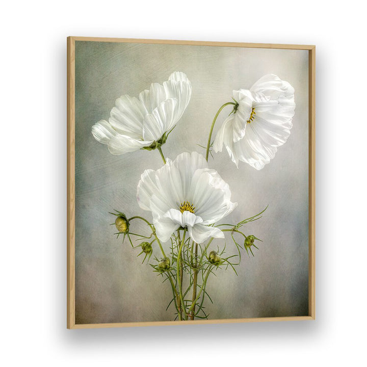 Stunning COSMOS CHARM, FLORAL FLOWER PAINTINGS showcasing elegant white flowers in a tasteful frame, perfect for decor.