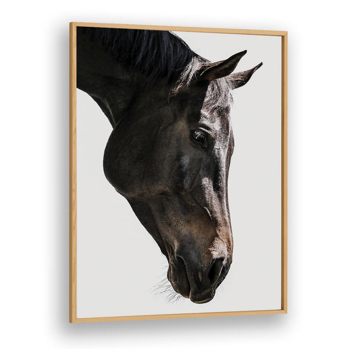 Oakwood Plain GENTLE EQUINE GAZE , ANIMAL PAINTINGS, framed close-up portrait of a gentle dark horse's head