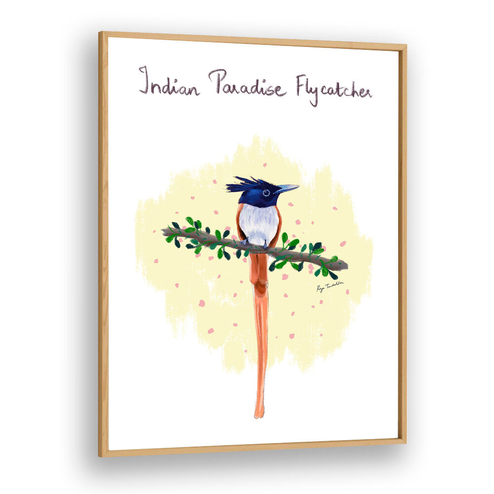 INDIAN PARADISE FLYCATCHER