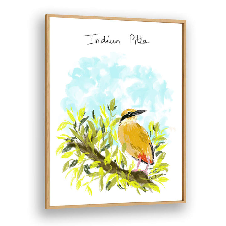 INDIAN PITTA