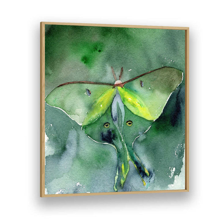 LUNA MOTH , ANIMAL PAINTINGS