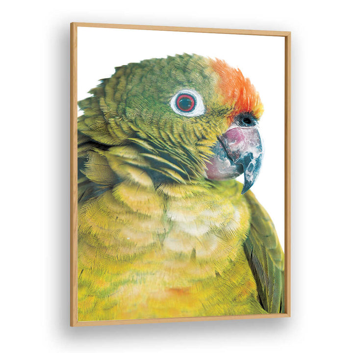 PARROT GLANCE , ANIMAL PAINTINGS framed Oakwood parrot close-up art print with green yellow feathers orange crown