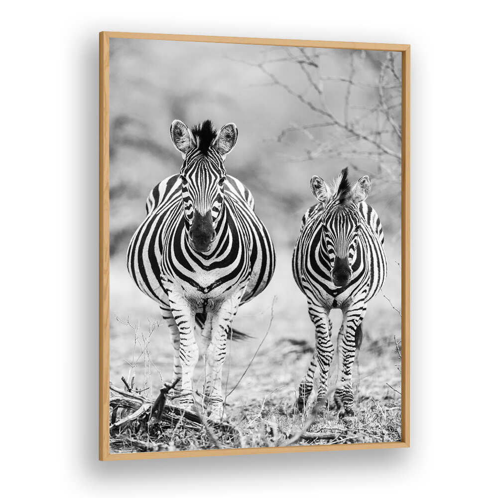Oakwood STRIPED HORSE , ANIMAL PAINTINGS framed black-and-white zebra pair standing in savanna