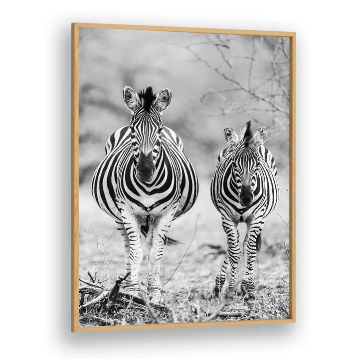 Oakwood STRIPED HORSE , ANIMAL PAINTINGS framed black-and-white zebra pair standing in savanna