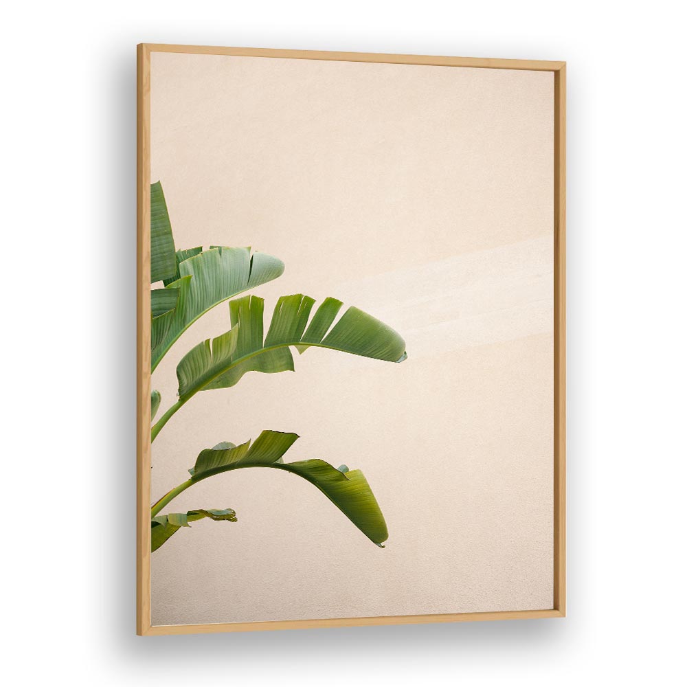 CANNES BANANA PLANT BY RAISA ZWART , LANDSCAPE PHOTO PRINTS