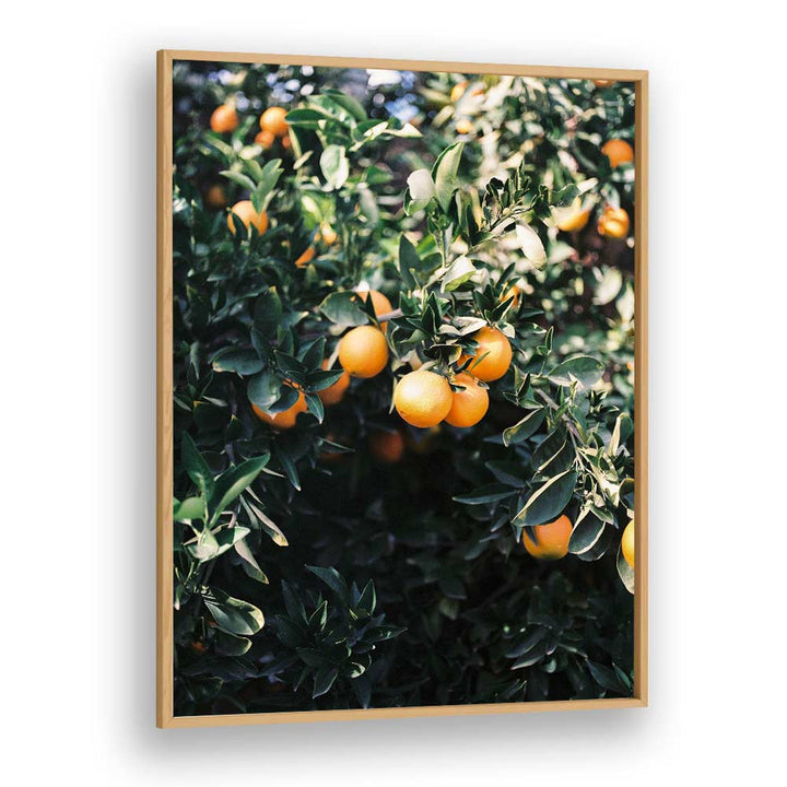 MARRAKESH ORANGES , PHOTOGRAPHY PRINTS