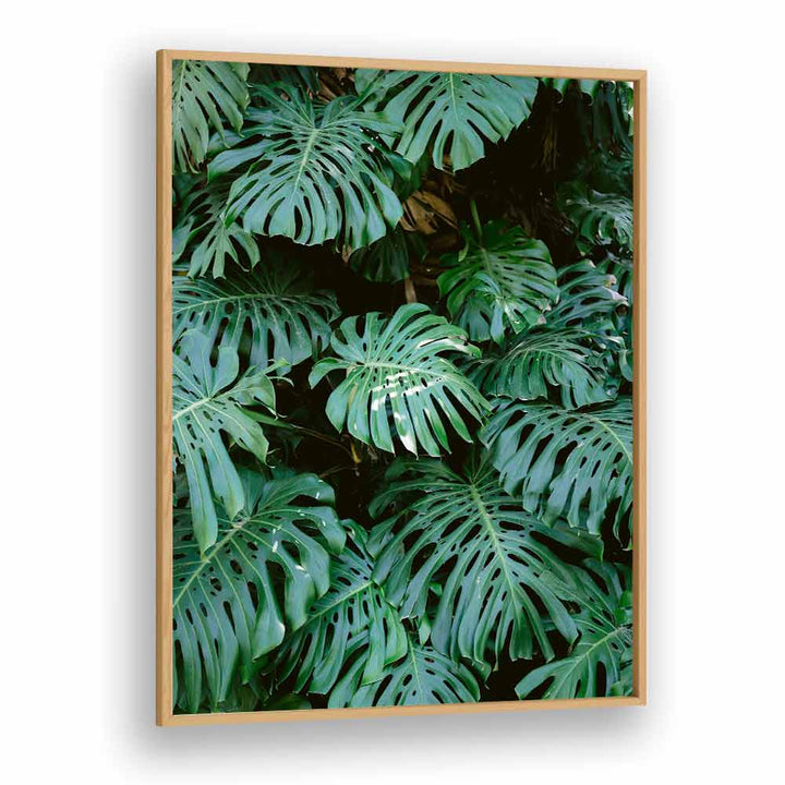 MONSTERA WALL IN LISBON , PHOTOGRAPHY PRINTS