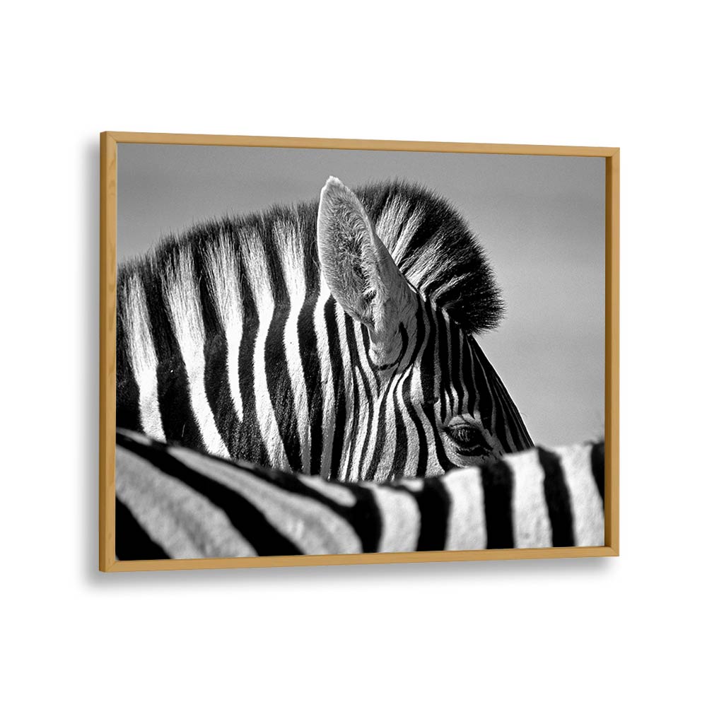 CURIOUS ZEBRA BY MARC PELISSIER , LANDSCAPE PHOTO PRINTS