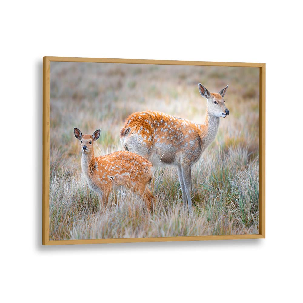 SIKA DEER BY SIMOON , LANDSCAPE PHOTO PRINTS