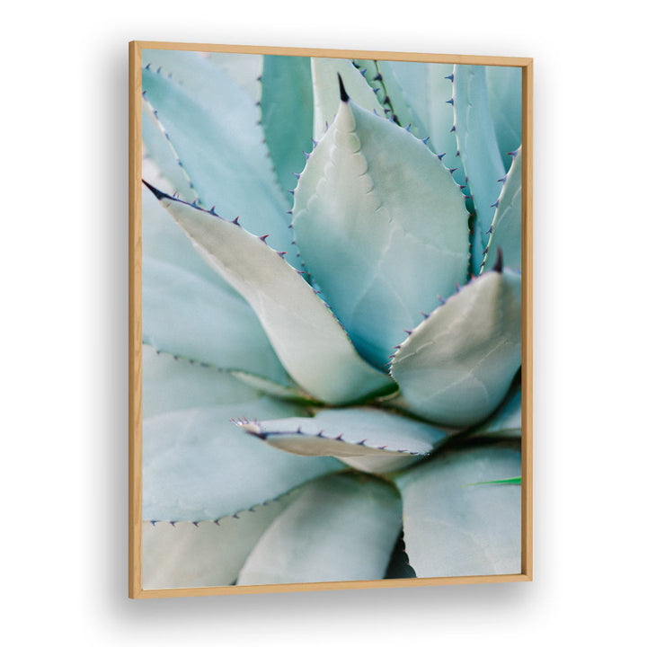 SUCCULENT GREEN BY RAISA ZWART , LANDSCAPE PHOTO PRINTS