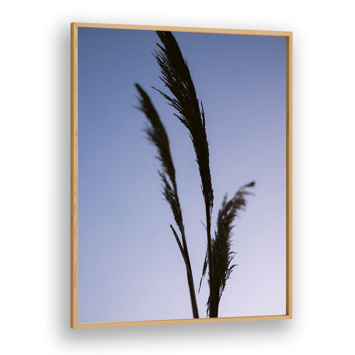SHADES OF PURPLE , PHOTOGRAPHY PRINTS