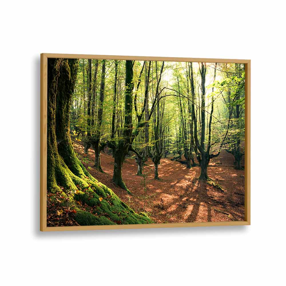 FOREST LOVE , LANDSCAPE PHOTO PRINTS