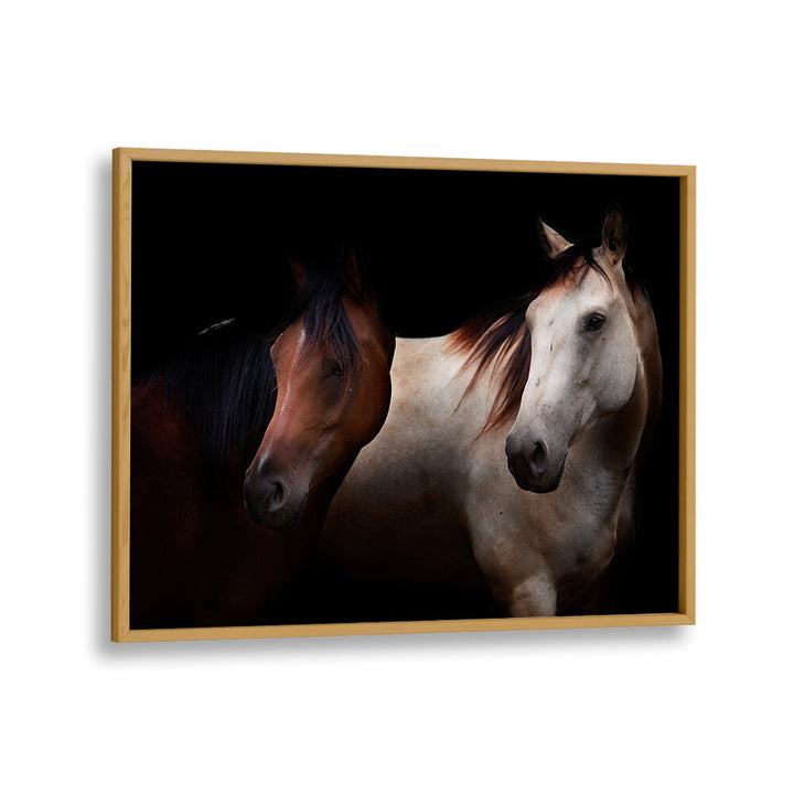 CAVALLI , PHOTOGRAPHY PRINTS