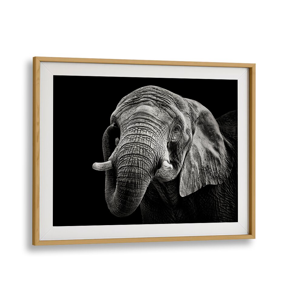 Captivating AFRICAN ELEPHANT, PHOTOGRAPHY PRINTS in a sleek frame, showcasing the beauty of wildlife art.