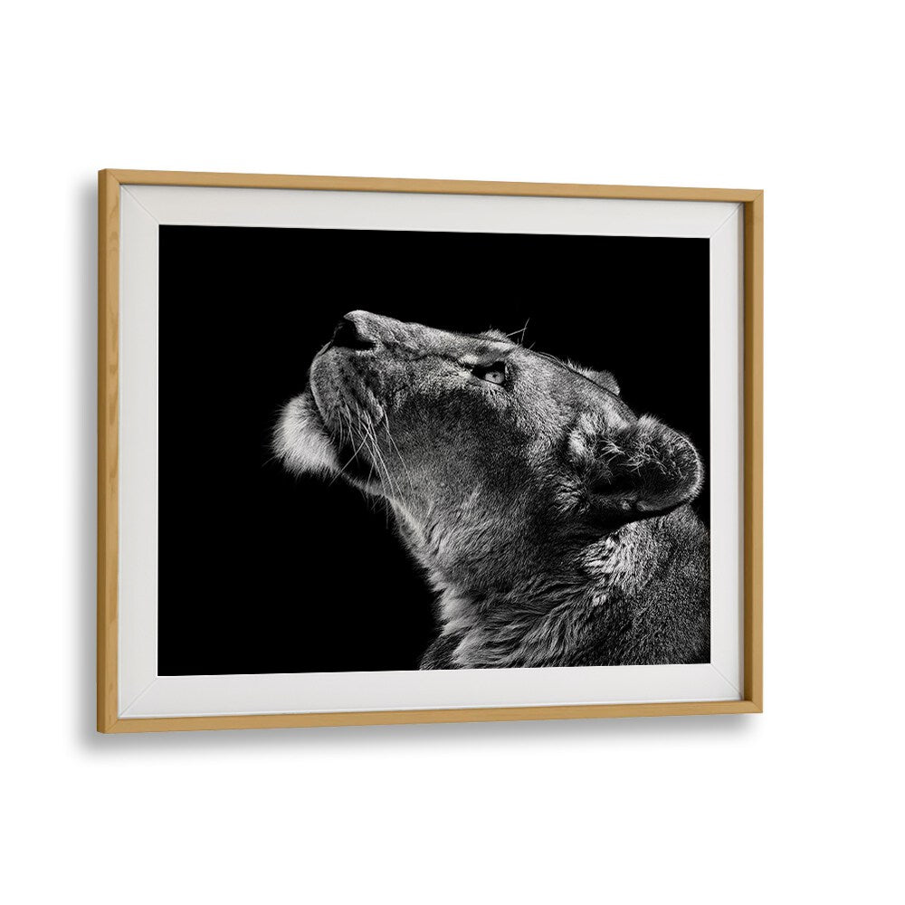 Stunning fine art photography prints titled LOOKING UP, featuring a lioness gazing thoughtfully into her surroundings.