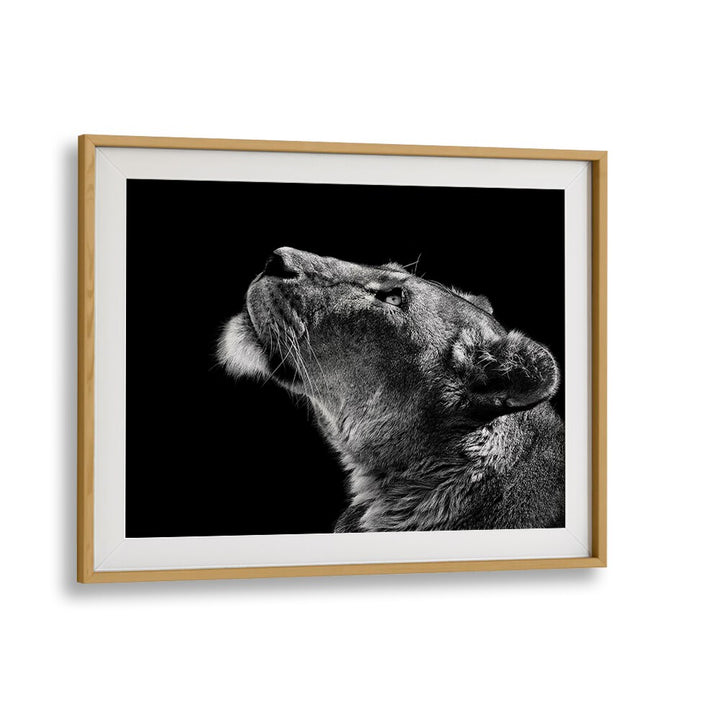 Stunning fine art photography prints titled LOOKING UP, featuring a lioness gazing thoughtfully into her surroundings.